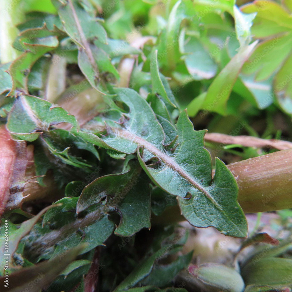 Obraz premium 日本で早春にタンポポが黄色い花を咲かせています