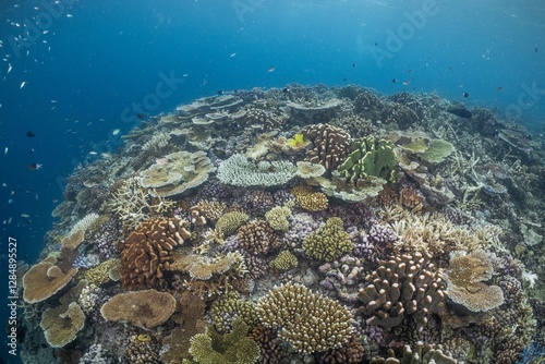 Fototapeta Naklejka Na Ścianę i Meble -  Great Barrier Reef Underwater adventure explore coral fish Australia scuba diving