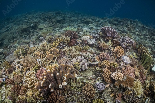 Fototapeta Naklejka Na Ścianę i Meble -  Great Barrier Reef Underwater adventure explore coral fish Australia scuba diving