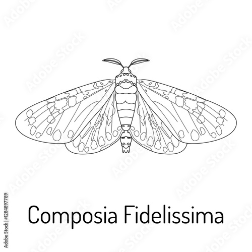 Black and white line drawing of the faithful beauty moth (Composia fidelissima). Detailed insect illustration for coloring books, educational materials, and nature enthusiasts