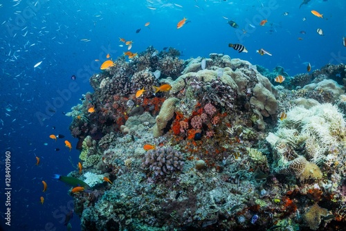 Fototapeta Naklejka Na Ścianę i Meble -  Great Barrier Reef Underwater adventure explore coral fish Australia scuba diving