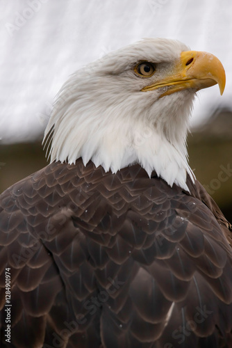 portrait of a bald eagle