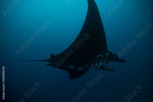 Foto Manta ray underwater ocean beautiful black white blue