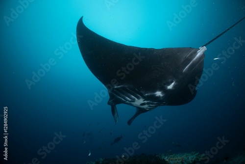 Bild auf Leinwand Manta ray underwater ocean beautiful black white blue