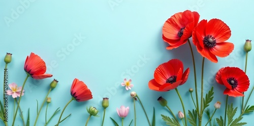 Vibrant red poppy flowers on pastel blue background, spring floral backdrop, vibrant, blue photo