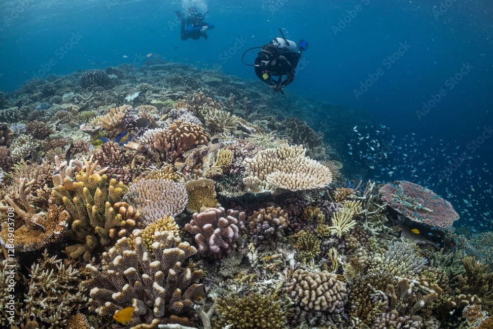 Fototapeta premium Great Barrier Reef Underwater adventure explore coral fish Australia scuba diving