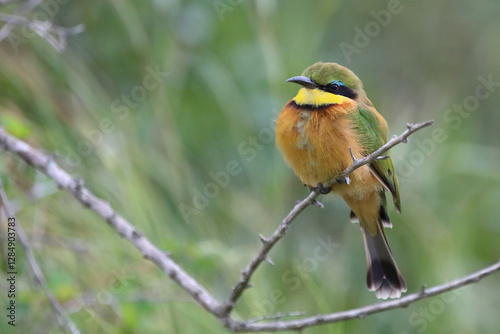 Zwergspint / Little bee-eater / Merops pusillus photo