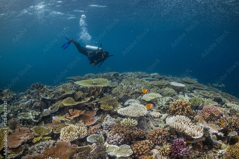 Fototapeta premium Great Barrier Reef Underwater adventure explore coral fish Australia scuba diving