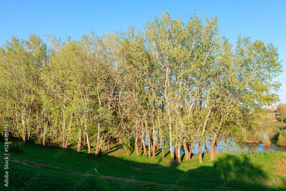 Trees with green foliage situated on a grassy area near a body of water under a clear blue sky. Line of deciduous trees flanks a tranquil riverbank, bathed in the soft light of late afternoon
