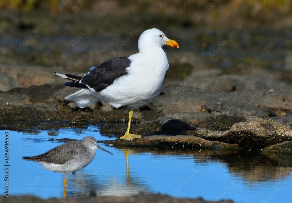 seabirds in Rio Negro province, argentine atlantic coast seabirds in Rio Negro province, argentine atlantic coast