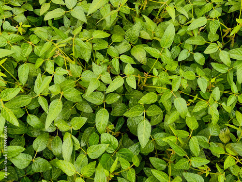 Quadro su tela Lush green leaves blanket the ground in a dense area, creating a vibrant visual