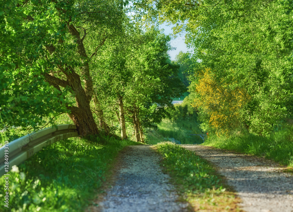 Fototapeta premium Forest, pathway and landscape with trees, outdoor woods and park with summer ecology. Environment, morning and countryside scenery with ecosystem, wilderness or conservation woodland in Denmark