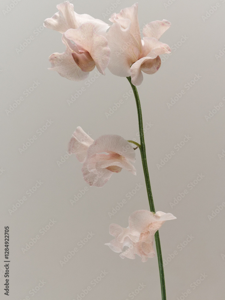 Fototapeta premium 淡いピンク色のスイートピー sweetpea