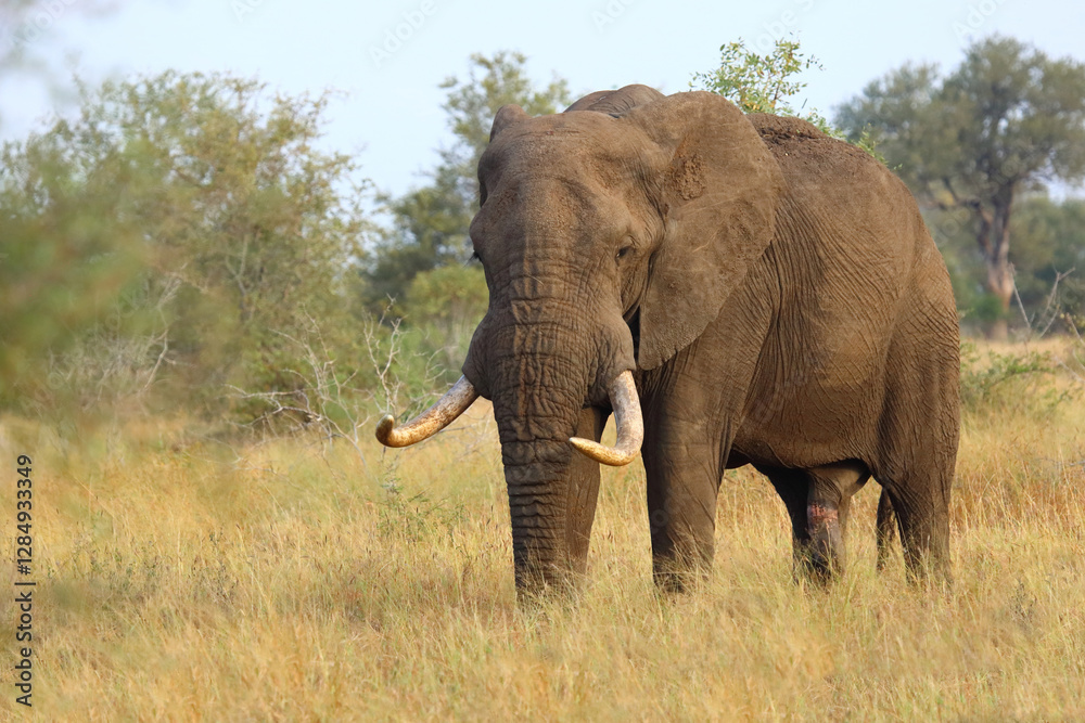 Obraz premium Afrikanischer Elefant / African elephant / Loxodonta africana..