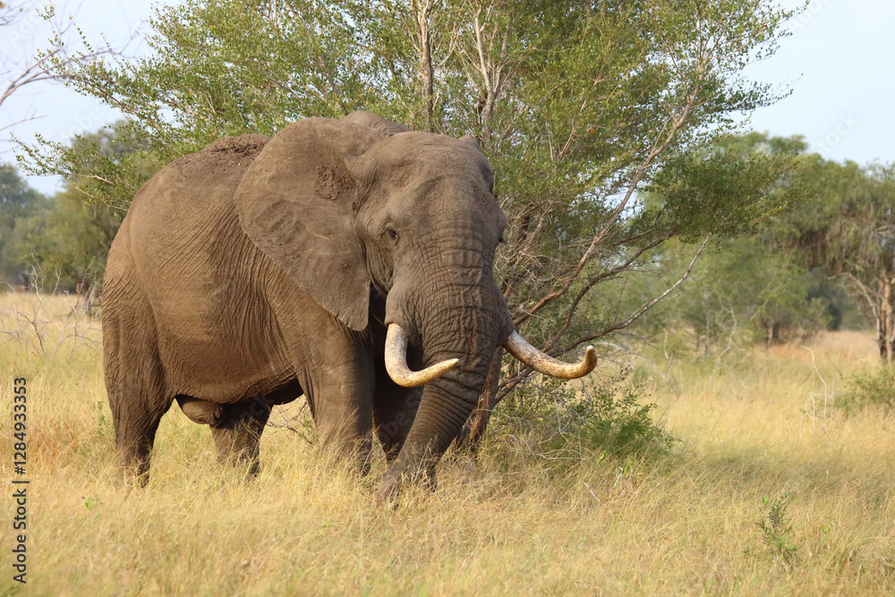 Fototapeta premium Afrikanischer Elefant / African elephant / Loxodonta africana..