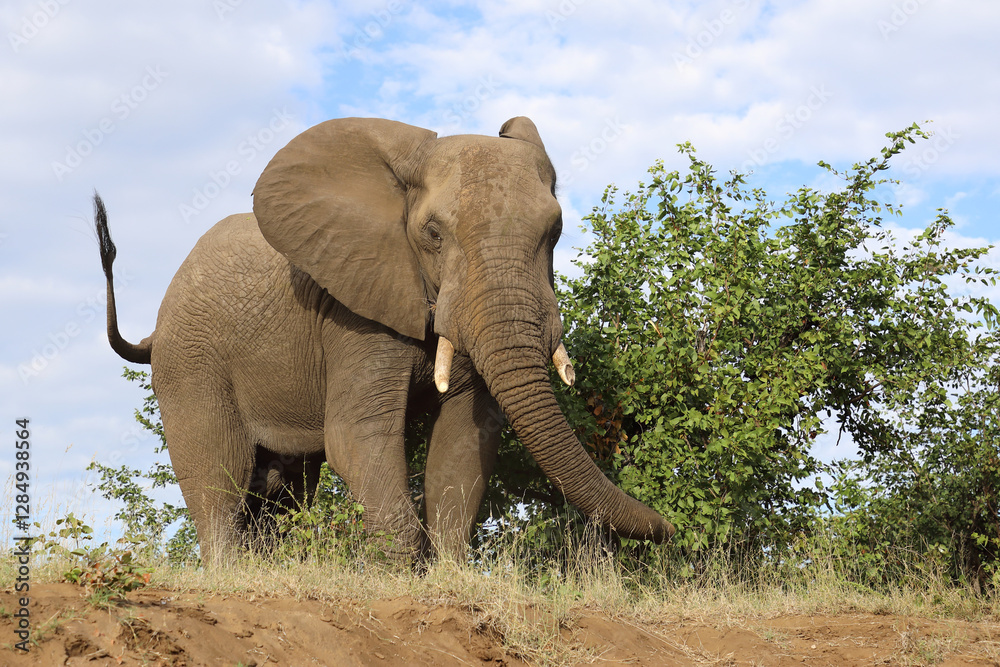 Fototapeta premium Afrikanischer Elefant / African elephant / Loxodonta africana