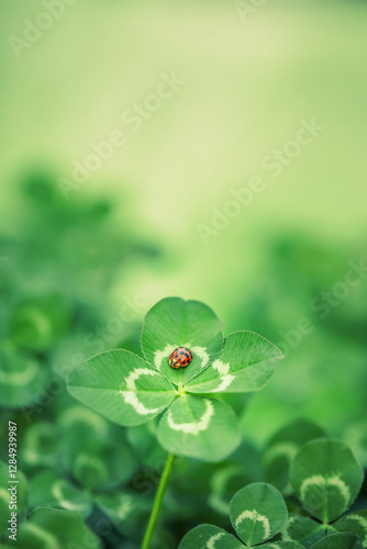Unique find of a rare lucky four leaf clover with a little red ladybug or ladybird insect. Symbolizing luck, fortune, and prosperity. photo