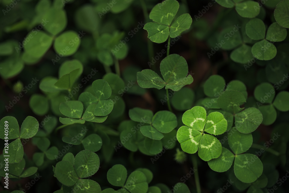 Found a good luck four leaf clover standing out from meadow of green clovers. Unique discovery of a rare 4 leaf clover for St Patricks day charm or to symbolize luck, good fortune, or prosperity. Found a good luck four leaf clover standing out from meadow of green clovers. Unique discovery of a rare 4 leaf clover for St Patricks day charm or to symbolize luck, good fortune, or prosperity.