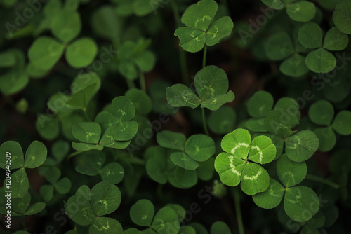 Found a good luck four leaf clover standing out from meadow of green clovers. Unique discovery of a rare 4 leaf clover for St Patricks day charm or to symbolize luck, good fortune, or prosperity. photo