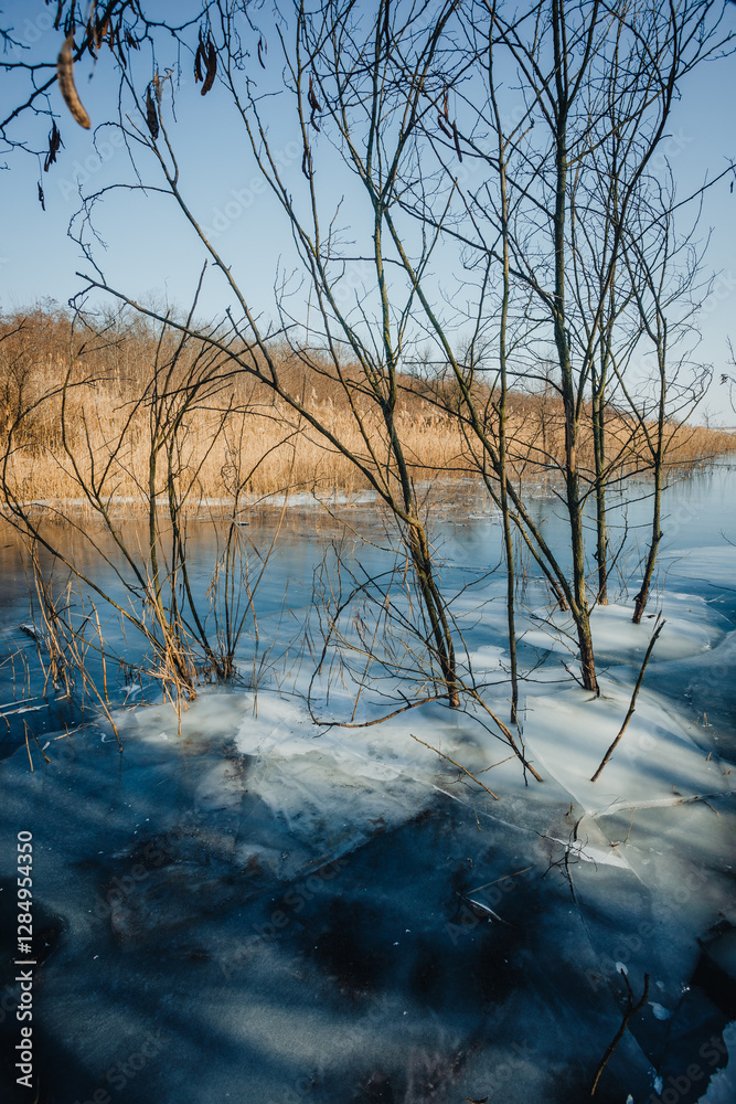 Frozen lake in the forest , swamp in the woodalnds.Winter landscape with frozen lake , beautiful colors in the forest.Ice and ground.Trees grow up through the water floods in forest Frozen lake in the forest , swamp in the woodalnds.Winter landscape with frozen lake , beautiful colors in the forest.Ice and ground.Trees grow up through the water floods in forest