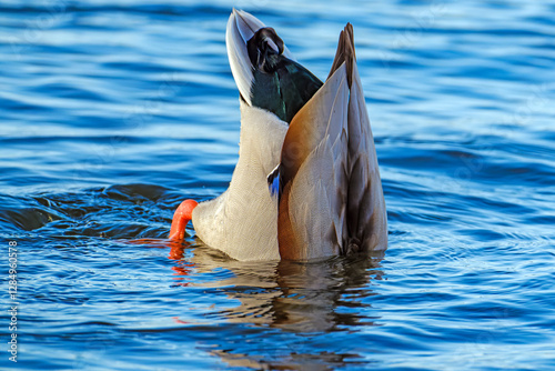 Bottoms up duck