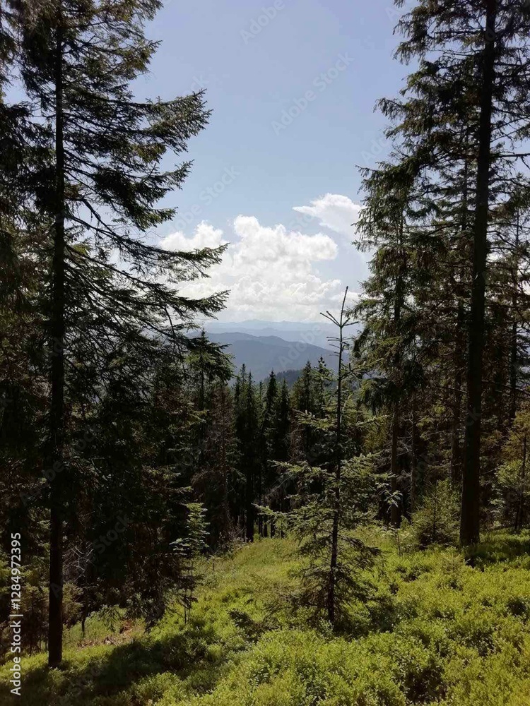 A picturesque mountain forest landscape with tall pine trees, lush greenery, and a clear blue sky dotted with white clouds. The distant mountain ridges add depth and serenity to the scenic view.
A picturesque mountain forest landscape with tall pine trees, lush greenery, and a clear blue sky dotted with white clouds. The distant mountain ridges add depth and serenity to the scenic view.