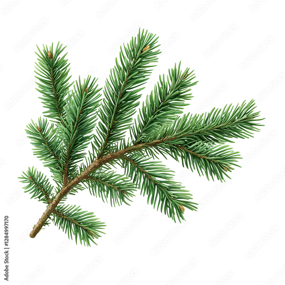 Green fir tree spruce branch with fresh needles, botanical winter holiday decoration, isolated on transparent or white background, png Green fir tree spruce branch with fresh needles, botanical winter holiday decoration, isolated on transparent or white background, png