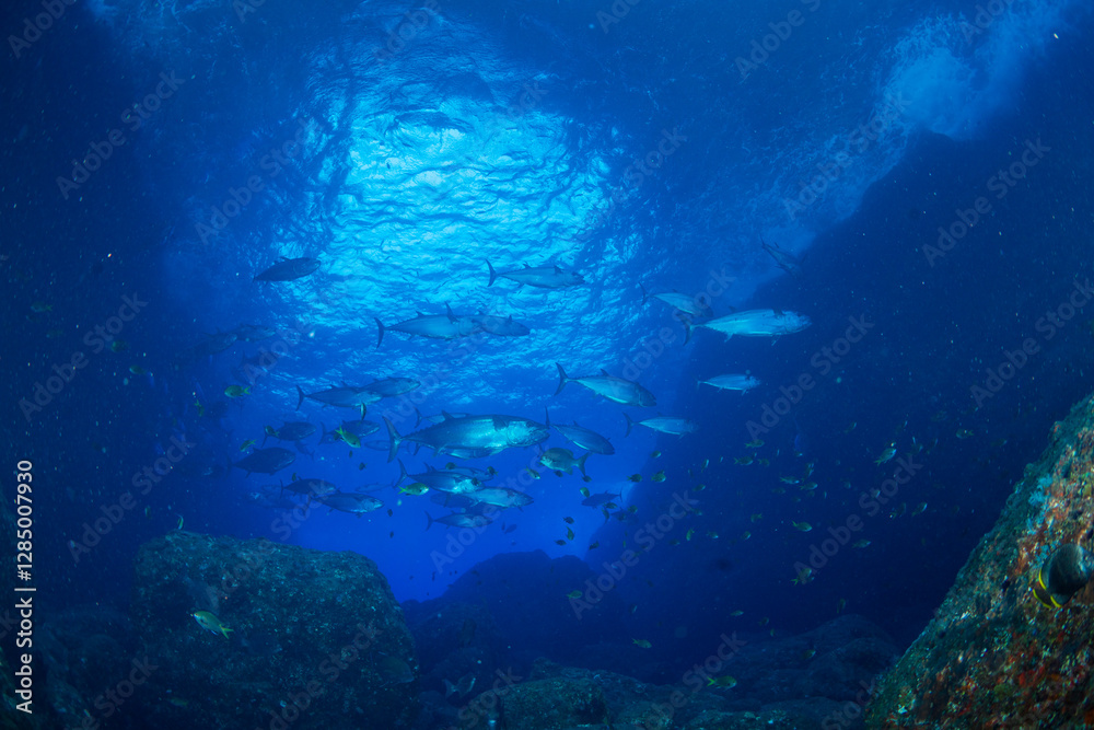 Fototapeta premium マグロ穴のイソマグロの群れ 小笠原 東京都