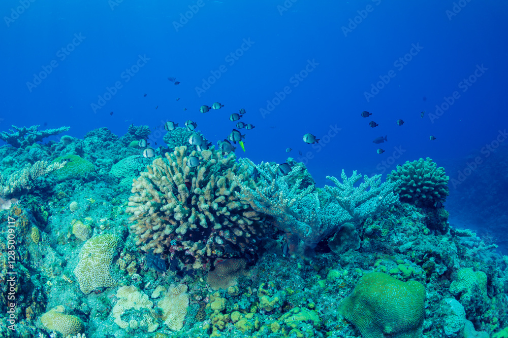 Fototapeta premium ハナヤサイサンゴとフタスジリュウキュウスズメダイ 小笠原