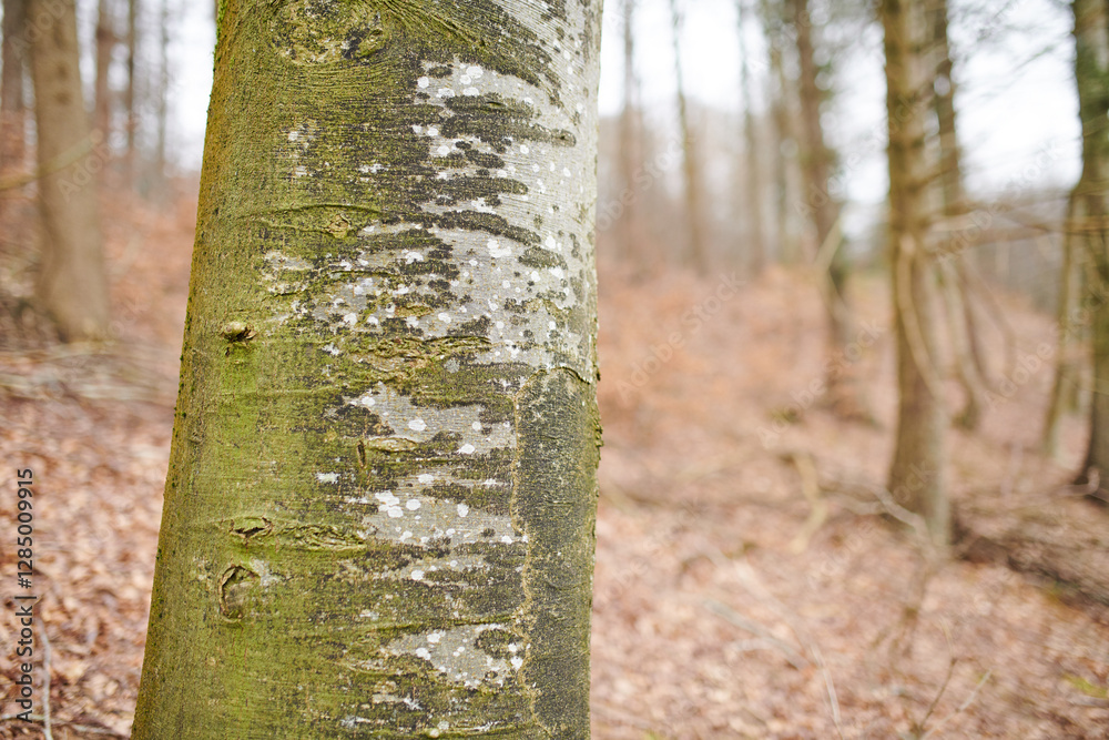 Forest, landscape and tree with moss, autumn and growth for sustainability and green nature. Outdoor bush, woods and grass or plants for healthy environment, countryside and ecology with foliage Forest, landscape and tree with moss, autumn and growth for sustainability and green nature. Outdoor bush, woods and grass or plants for healthy environment, countryside and ecology with foliage