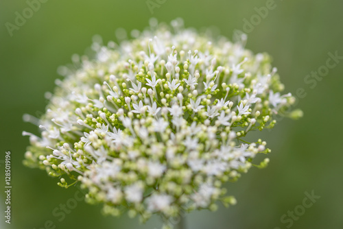 blue throatwort photo