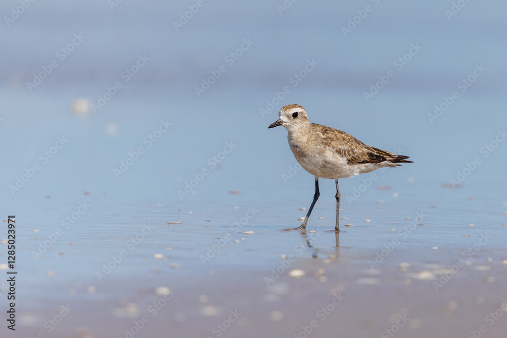 American Golden Plover (Pluvialis dominica) on the beach. American Golden Plover (Pluvialis dominica) on the beach.