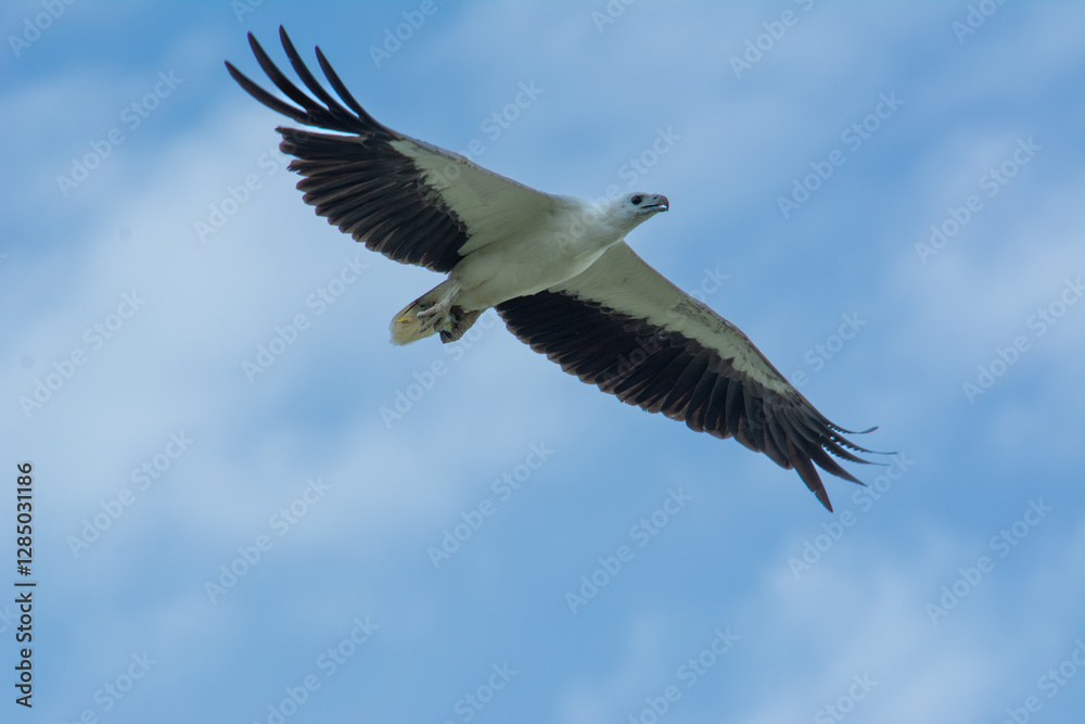 White-bellied sea eagle flying carrying hunted fish on Bengkulu Beach White-bellied sea eagle flying carrying hunted fish on Bengkulu Beach