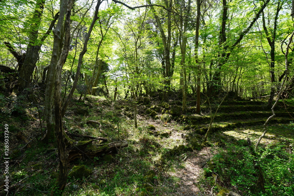 fine path in refreshing forest
fine path in refreshing forest