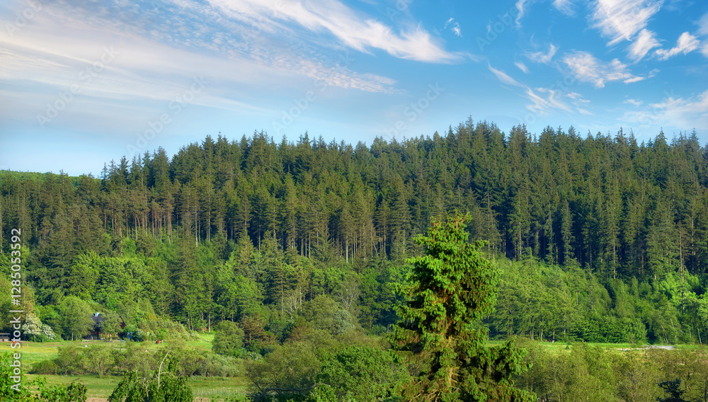 Obraz premium Nature, landscape and environment with trees in forest for growth, adventure and wilderness explore. Sustainability, woods and habitat with outdoor for plants, ecology and blue sky view background