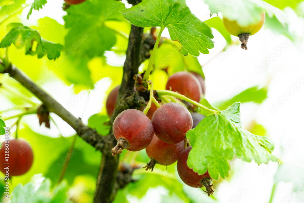 Ripe red currants hanging on a green plant in sunny garden Ripe red currants hanging on a green plant in sunny garden