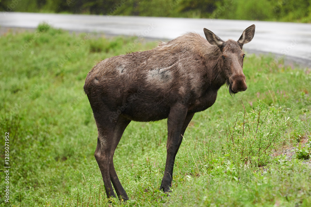 A moose (alces alces) stands along a road near Denali National Park in Alaska A moose (alces alces) stands along a road near Denali National Park in Alaska