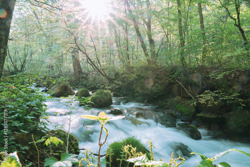 sunlight in the forest