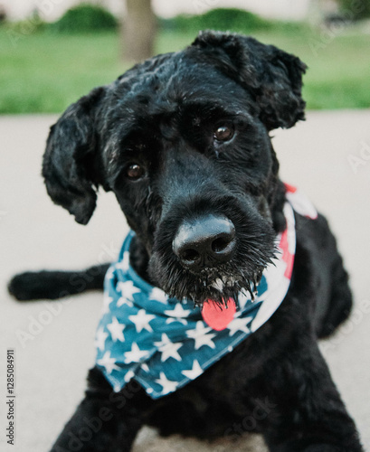 4th of July Dog