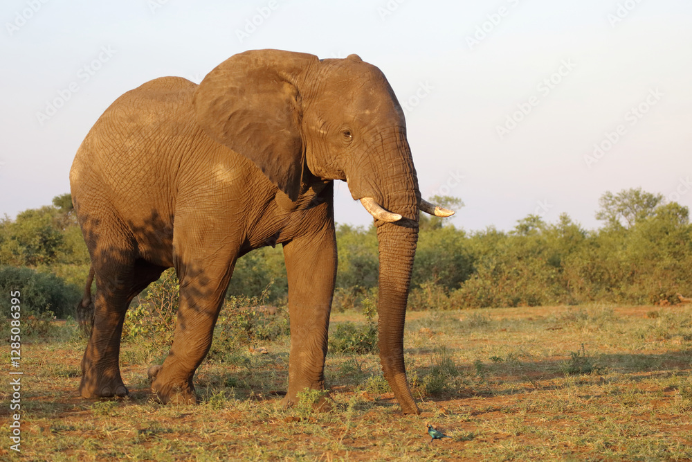 Obraz premium Afrikanischer Elefant / African elephant / Loxodonta africana