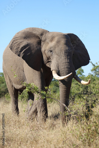 Canvas Print Afrikanischer Elefant / African elephant / Loxodonta africana