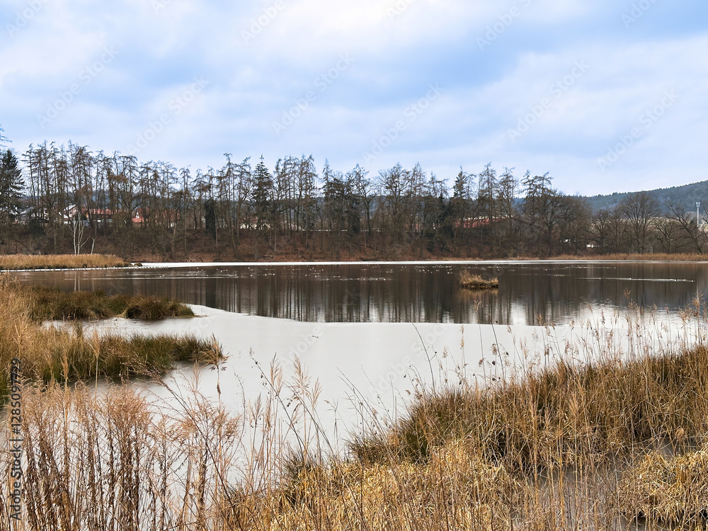 Scenic Winter Lake with Frozen Reeds Surrounded by a Dense Forest Scenic Winter Lake with Frozen Reeds Surrounded by a Dense Forest