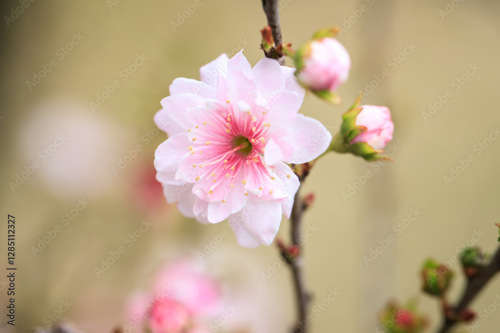 Close Up of Prunus Japonica Blossom with Delicate Petals Close Up of Prunus Japonica Blossom with Delicate Petals