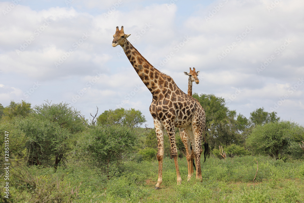 Giraffe / Giraffe / Giraffa camelopardalis Giraffe / Giraffe / Giraffa camelopardalis