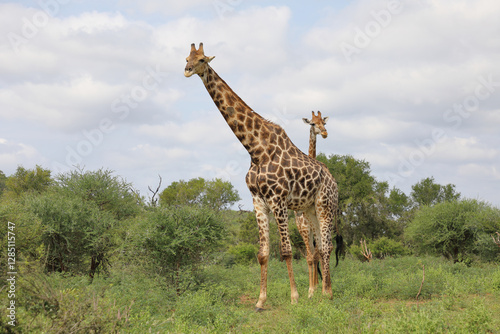 Canvas Print Giraffe / Giraffe / Giraffa camelopardalis