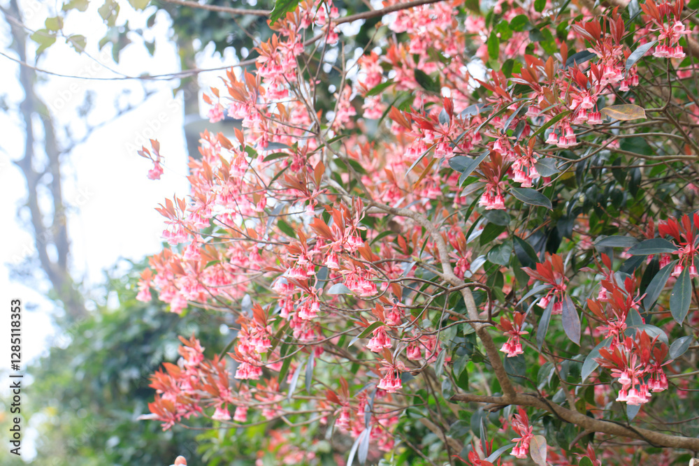 Chinese New Year Flower: Prunus Campanulata in Bloom Chinese New Year Flower: Prunus Campanulata in Bloom