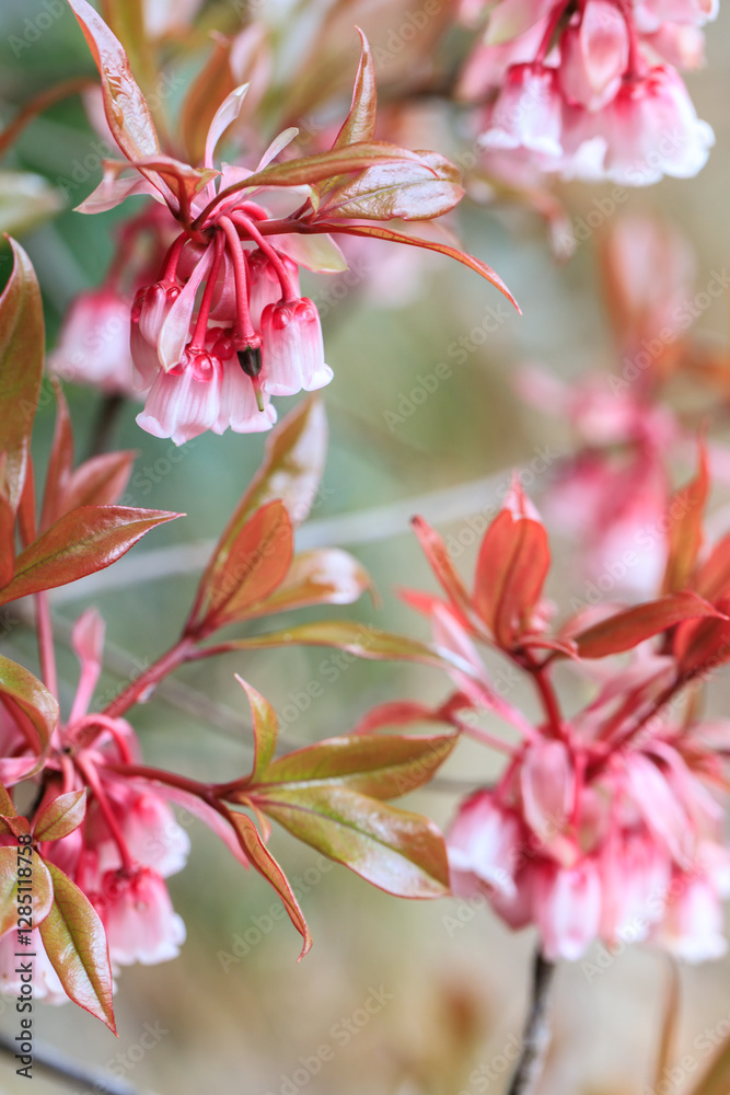 Obraz premium Delicate Bell-Shaped Blossoms of the Taiwan Cherry