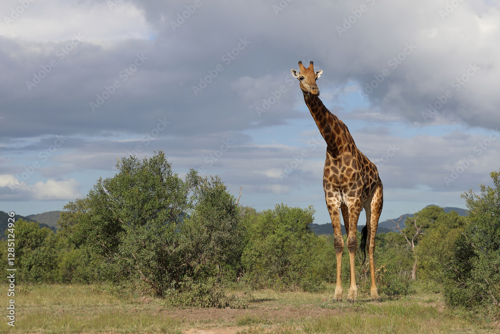 Fotografía Giraffe / Giraffe / Giraffa camelopardalis