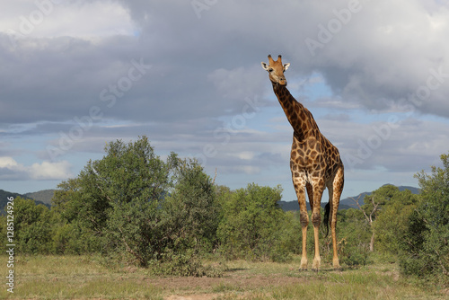 Photography Giraffe / Giraffe / Giraffa camelopardalis