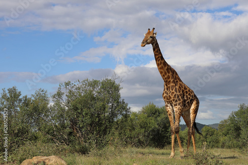 Canvas Print Giraffe / Giraffe / Giraffa camelopardalis